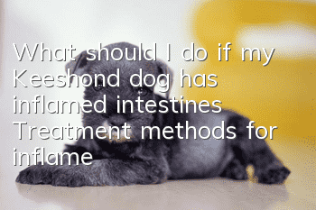 What should I do if my Keeshond dog has inflamed intestines? Treatment methods for inflamed intestines