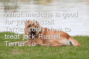 What medicine is good for Jack Russell Terrier colds? How to treat Jack Russell Terrier colds?