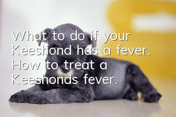 What to do if your Keeshond has a fever. How to treat a Keeshond’s fever.