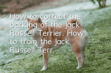 How to correct the barking of the Jack Russell Terrier. How to train the Jack Russell Terrier to stop barking.