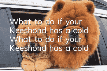 What to do if your Keeshond has a cold? What to do if your Keeshond has a cold?