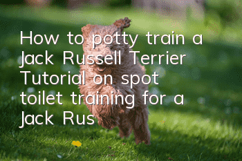 How to potty train a Jack Russell Terrier? Tutorial on spot toilet training for a Jack Russell Terrier.