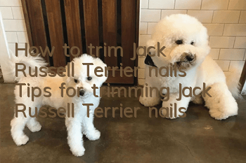How to trim Jack Russell Terrier nails Tips for trimming Jack Russell Terrier nails