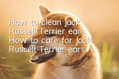 How to clean Jack Russell Terrier ears How to care for Jack Russell Terrier ears