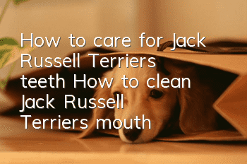 How to care for Jack Russell Terrier’s teeth How to clean Jack Russell Terrier’s mouth