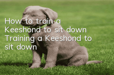 How to train a Keeshond to sit down Training a Keeshond to sit down