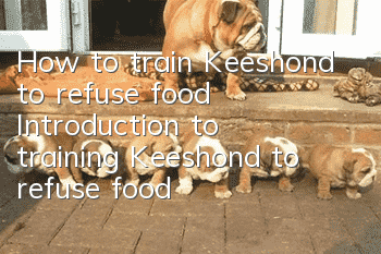 How to train Keeshond to refuse food? Introduction to training Keeshond to refuse food