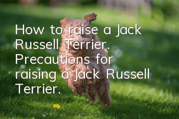 How to raise a Jack Russell Terrier. Precautions for raising a Jack Russell Terrier.