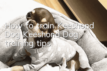 How to train Keeshond Dog Keeshond Dog training tips