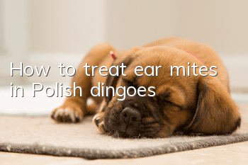 How to treat ear mites in Polish dingoes