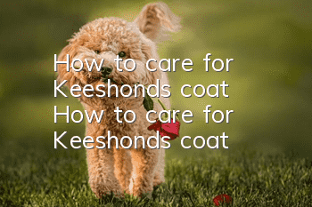 How to care for Keeshond's coat How to care for Keeshond's coat