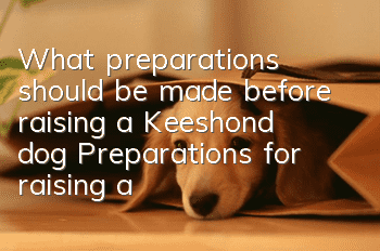 What preparations should be made before raising a Keeshond dog? Preparations for raising a Keeshond dog