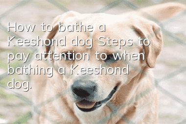 How to bathe a Keeshond dog? Steps to pay attention to when bathing a Keeshond dog.