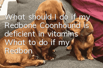 What should I do if my Redbone Coonhound is deficient in vitamins? What to do if my Redbone Coonhound is deficient in vitamins?