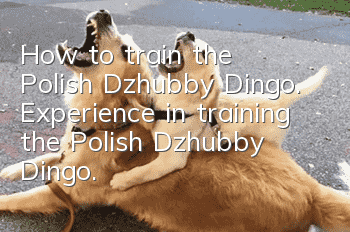 How to train the Polish Dzhubby Dingo. Experience in training the Polish Dzhubby Dingo.