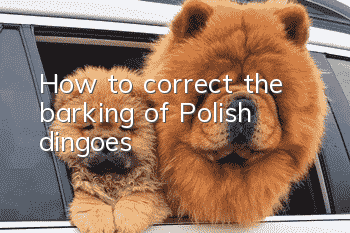 How to correct the barking of Polish dingoes?