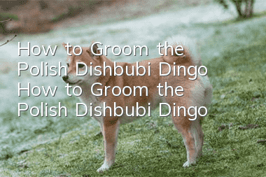 How to Groom the Polish Dishbubi Dingo How to Groom the Polish Dishbubi Dingo
