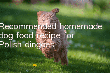 Recommended homemade dog food recipe for Polish dingoes