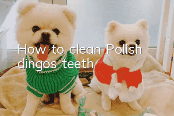 How to clean Polish dingo's teeth
