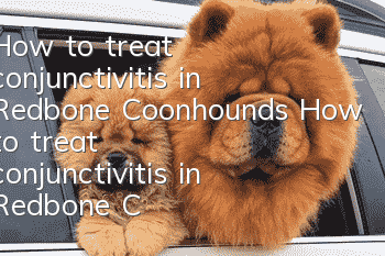 How to treat conjunctivitis in Redbone Coonhounds How to treat conjunctivitis in Redbone Coonhounds