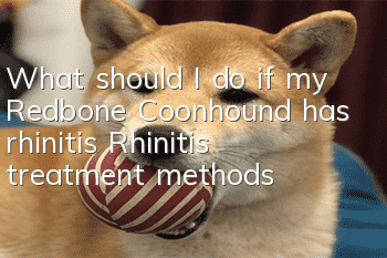 What should I do if my Redbone Coonhound has rhinitis? Rhinitis treatment methods