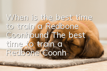 When is the best time to train a Redbone Coonhound? The best time to train a Redbone Coonhound