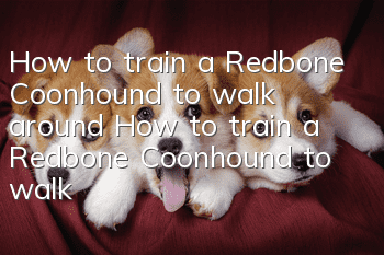 How to train a Redbone Coonhound to walk around? How to train a Redbone Coonhound to walk around?
