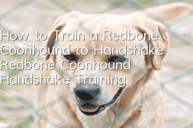 How to Train a Redbone Coonhound to Handshake Redbone Coonhound Handshake Training