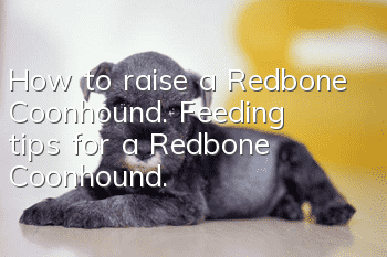 How to raise a Redbone Coonhound. Feeding tips for a Redbone Coonhound.