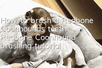 How to brush a Redbone Coonhound's teeth Redbone Coonhound brushing tutorial