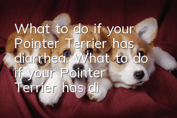 What to do if your Pointer Terrier has diarrhea. What to do if your Pointer Terrier has diarrhea.