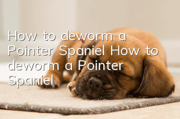 How to deworm a Pointer Spaniel How to deworm a Pointer Spaniel