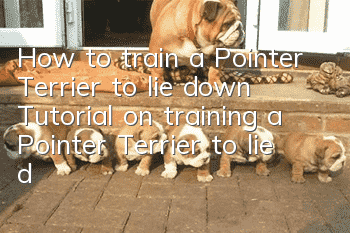 How to train a Pointer Terrier to lie down Tutorial on training a Pointer Terrier to lie down