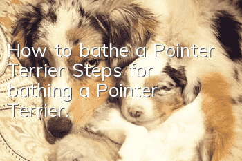 How to bathe a Pointer Terrier? Steps for bathing a Pointer Terrier.