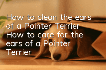 How to clean the ears of a Pointer Terrier? How to care for the ears of a Pointer Terrier?