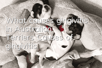 What causes gingivitis in Australian Terriers? Causes of gingivitis