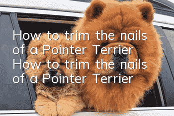 How to trim the nails of a Pointer Terrier How to trim the nails of a Pointer Terrier