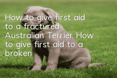 How to give first aid to a fractured Australian Terrier How to give first aid to a broken Australian Terrier