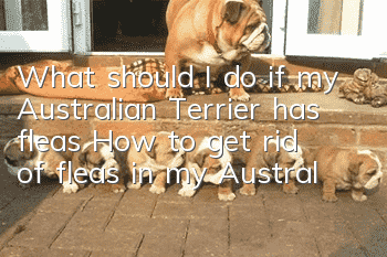 What should I do if my Australian Terrier has fleas? How to get rid of fleas in my Australian Terrier?