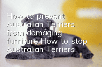 How to prevent Australian Terriers from damaging furniture How to stop Australian Terriers from damaging furniture