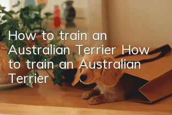How to train an Australian Terrier How to train an Australian Terrier