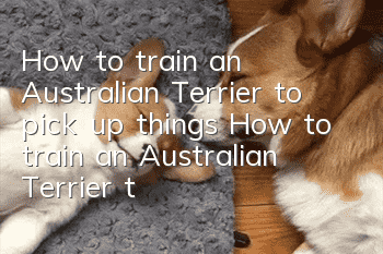 How to train an Australian Terrier to pick up things? How to train an Australian Terrier to pick up things?