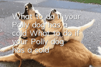 What to do if your Polly dog has a cold? What to do if your Polly dog has a cold?