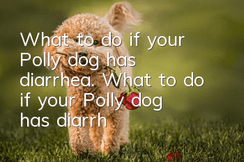 What to do if your Polly dog has diarrhea. What to do if your Polly dog has diarrhea.
