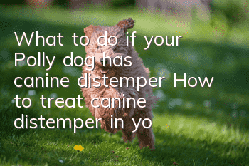 What to do if your Polly dog has canine distemper? How to treat canine distemper in your Polly dog?