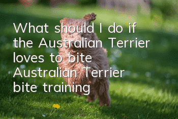 What should I do if the Australian Terrier loves to bite? Australian Terrier bite training