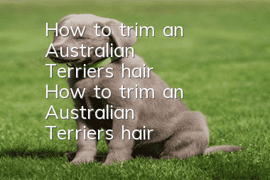 How to trim an Australian Terrier's hair How to trim an Australian Terrier's hair