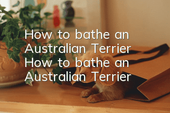 How to bathe an Australian Terrier? How to bathe an Australian Terrier?