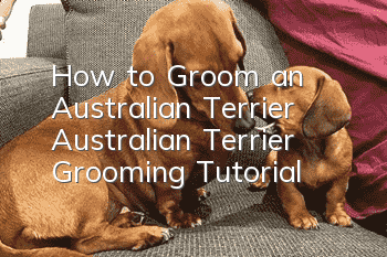 How to Groom an Australian Terrier Australian Terrier Grooming Tutorial