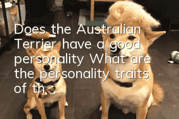 Does the Australian Terrier have a good personality? What are the personality traits of the Australian Terrier?